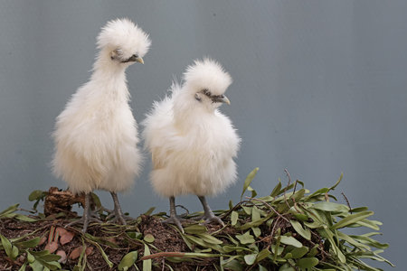 two white chickens on the nest with green leaves on a gray backgroundの写真素材