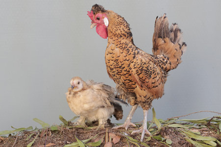 chicken mother and baby on white background, closeup of photo