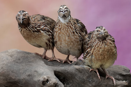 Three quail sitting on a piece of wood with a pink background