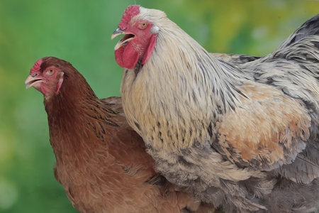 Portrait of a rooster and hen on a green background.