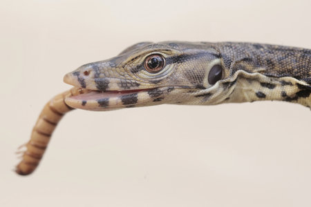 Close up of a monitor lizard (Varanus salvator)