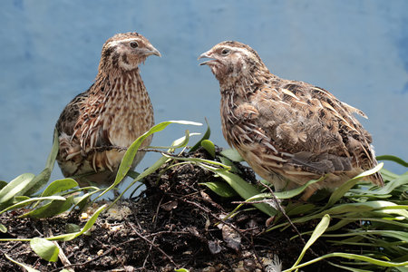 Pair of quail in the garden, closeup of photo