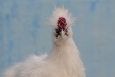 close up of a white chicken on a blue background in the farmの写真素材