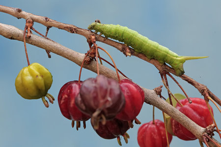 Cherries and caterpillars on the branches of a tree