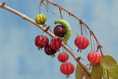 A caterpillar is eating red berries on a tree branch, with a blue background.