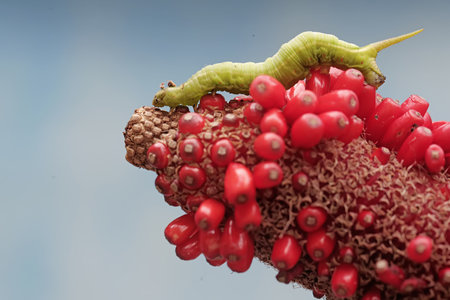 Caterpillar on a red flower.の写真素材