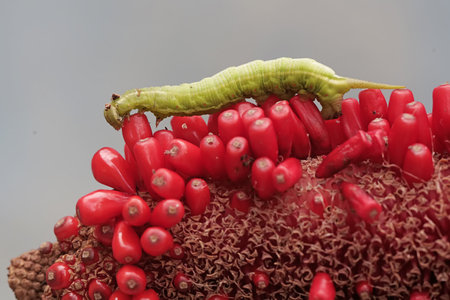 Caterpillar on a red flower with green worm on it.