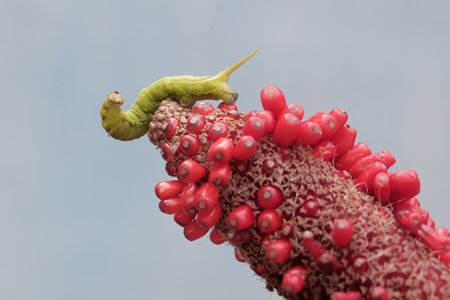 Caterpillar on the stem of a red flower with a green worm