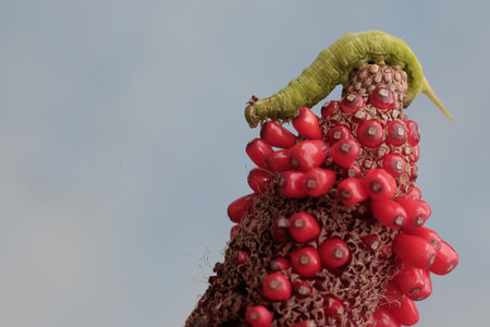 Caterpillar on a red flower. Close-up, macro
