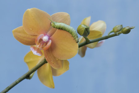 Beautiful yellow orchid with green caterpillar on a blue background
