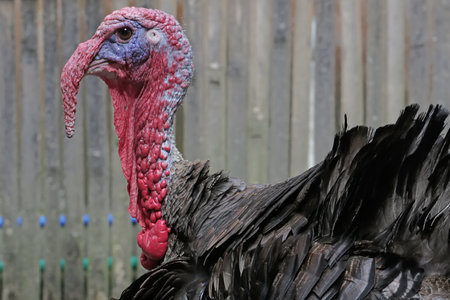 Portrait of a wild turkey with a red beak and a pink combの写真素材