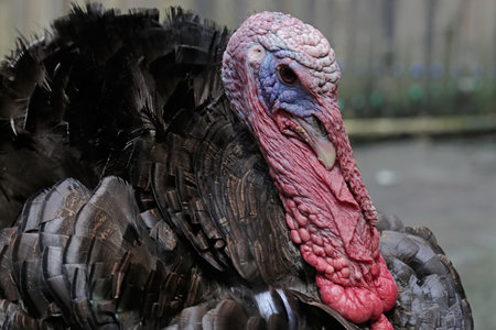 Close up of a turkey head with a red beak and feathers