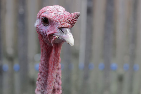 turkey in a farm, close-up of head and neck