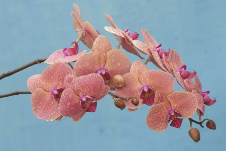 Beautiful pink orchid flowers on blue background. Close-up.の写真素材