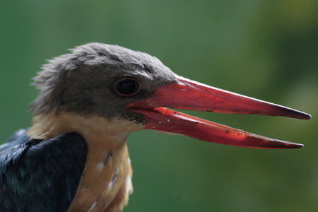White-throated Kingfisher, Halcyon cristatus, single bird head shot, Brazilの写真素材