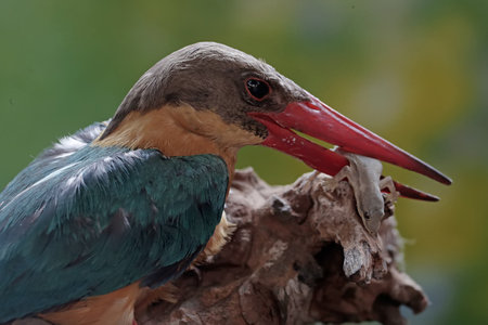 White-throated Kingfisher (Halcyon smyrnensis)の写真素材