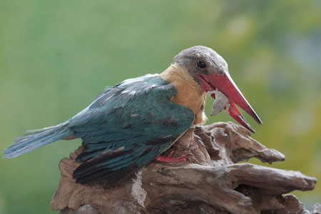 White-throated Kingfisher, Halcyon smyrnensis