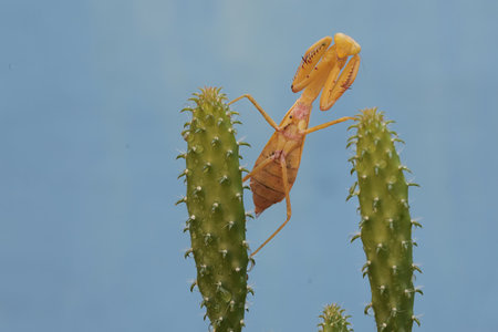Praying mantis, Mantis religiosa, on cactusの写真素材