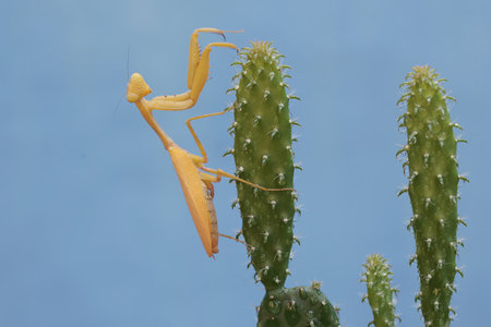 Praying Mantis (Mantis religiosa) on cactusの写真素材