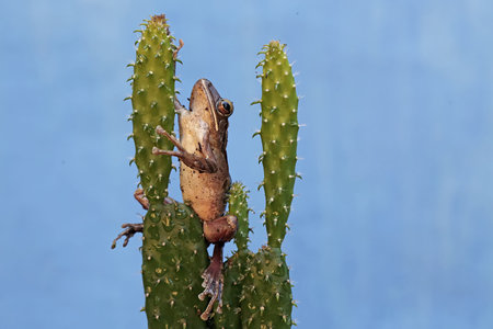 Frog on a cactus in a botanical garden in Brazilの写真素材