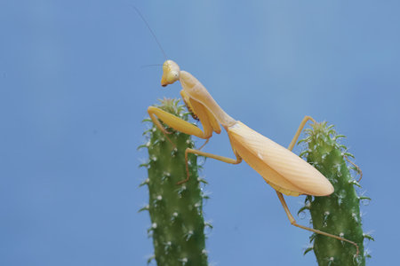 Praying Mantis (Mantis religiosa) on cactusの写真素材