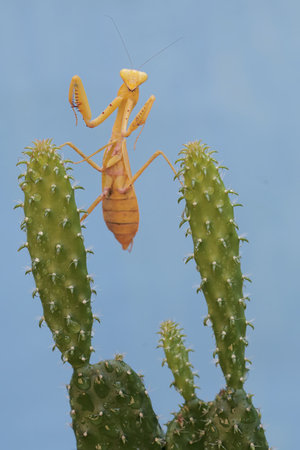 Praying mantis, Mantis religiosa, on cactusの写真素材