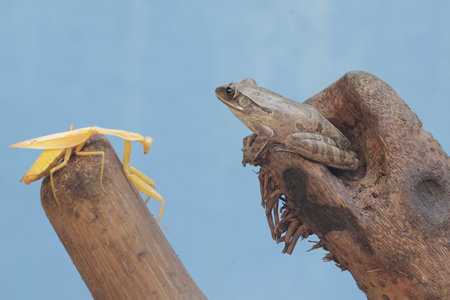 Yellow frog and mantis on a branch. Close-up.