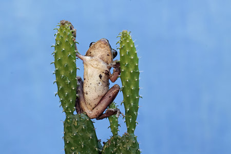 Frog sitting on a cactus with a blue sky background.の写真素材