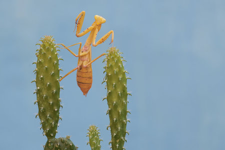 Yellow praying mantis on green cactus with blue background, close upの写真素材
