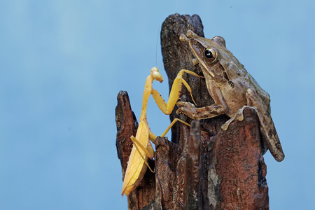 Praying mantis (Mantis religiosa) on a tree trunk.の写真素材