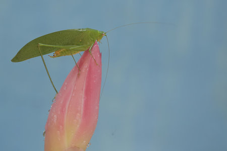 Grasshopper on a pink flower on a blue background.の写真素材