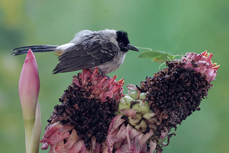 Black-headed Bulbul, Pycnonotus goiavier, single bird on flower,の写真素材