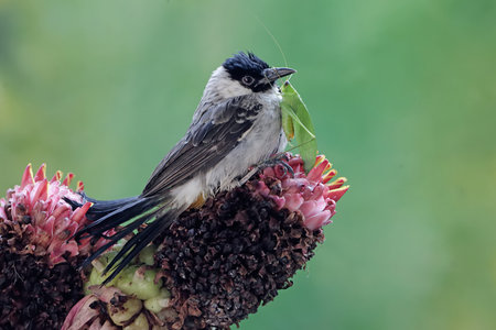 single bird on flower