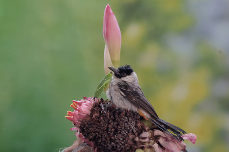 single bird on flowerの写真素材