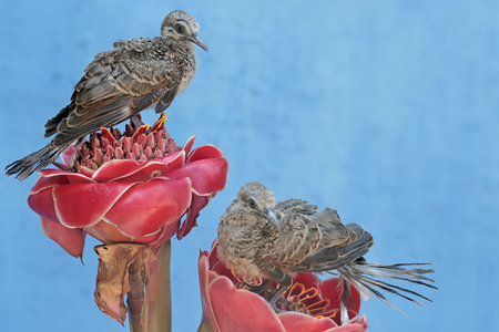 Couple of pigeons sitting on a red protea flower.の写真素材