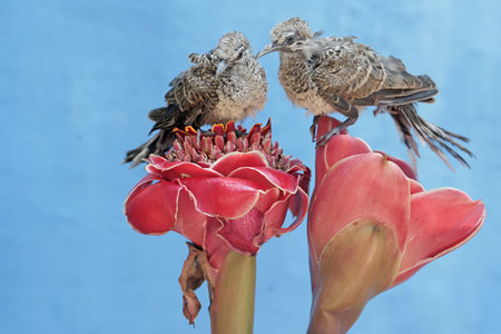 Couple of birds sitting on a red flower with a blue background