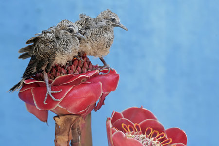 Couple of birds sitting on the flower of a red flower.の写真素材