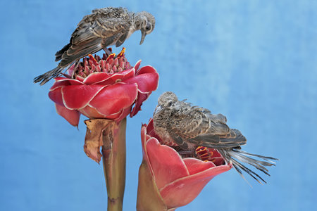 Two birds sitting on a red protea flower with a blue backgroundの写真素材