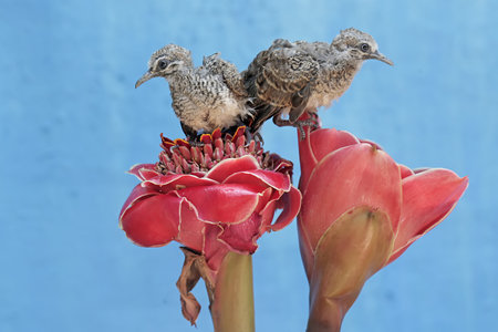 A pair of quail birds on a red flower with a blue background
