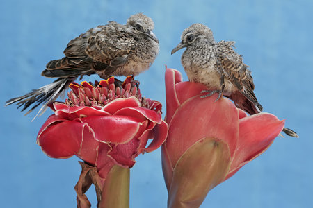 two birds on a red flower with a blue background close upの写真素材