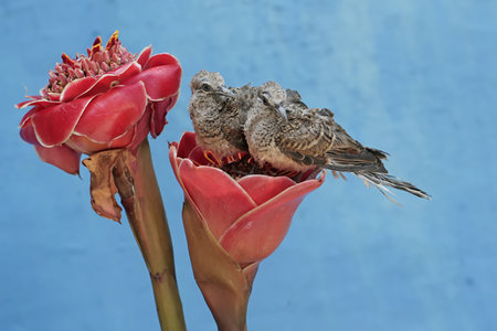 Couple of birds sitting on a red flower with a blue backgroundの写真素材