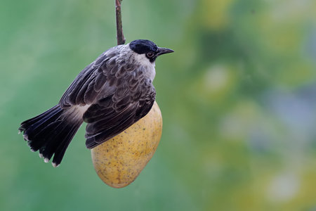 A Black-crested Bulbul (Pycnonotus melanoleucus) perched on a mango.の写真素材
