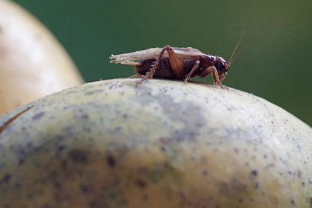 Cricket on the apple, close-up of a cricket