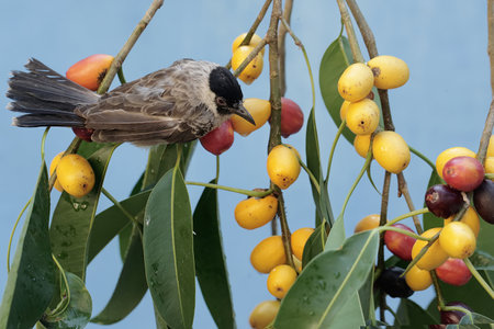 Bird on a branch of a tree with fruits in the background.の写真素材