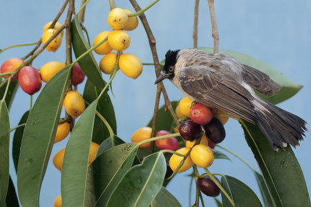 bulbul bird on the tree with fruits in the background, South Africaの写真素材