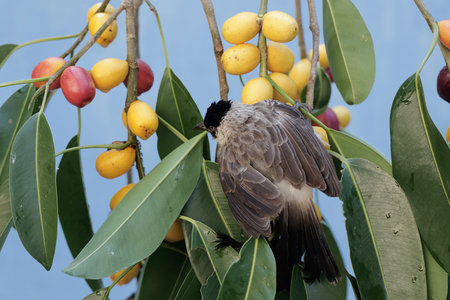 Bird on a branch of a tree with fruits in the background.の写真素材