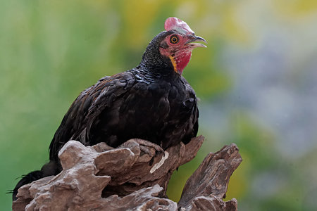 Close-up portrait of a black chicken sitting on a tree trunk