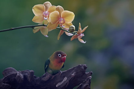 Parrot on a branch with orchids in the background.の写真素材