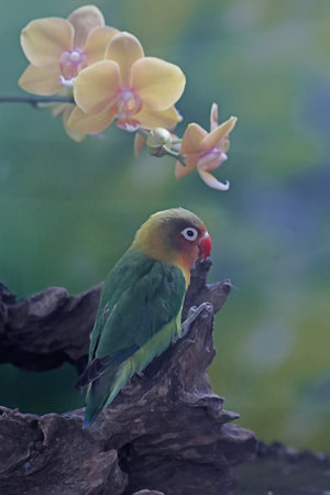 Parrot on a branch with orchids in the background.の写真素材