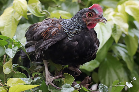 Close up of a black and red guinea fowl on a tree